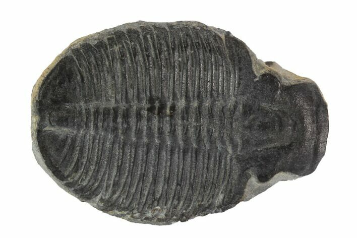 Elrathia Trilobite Molt - Wheeler Shale, Utah #97109